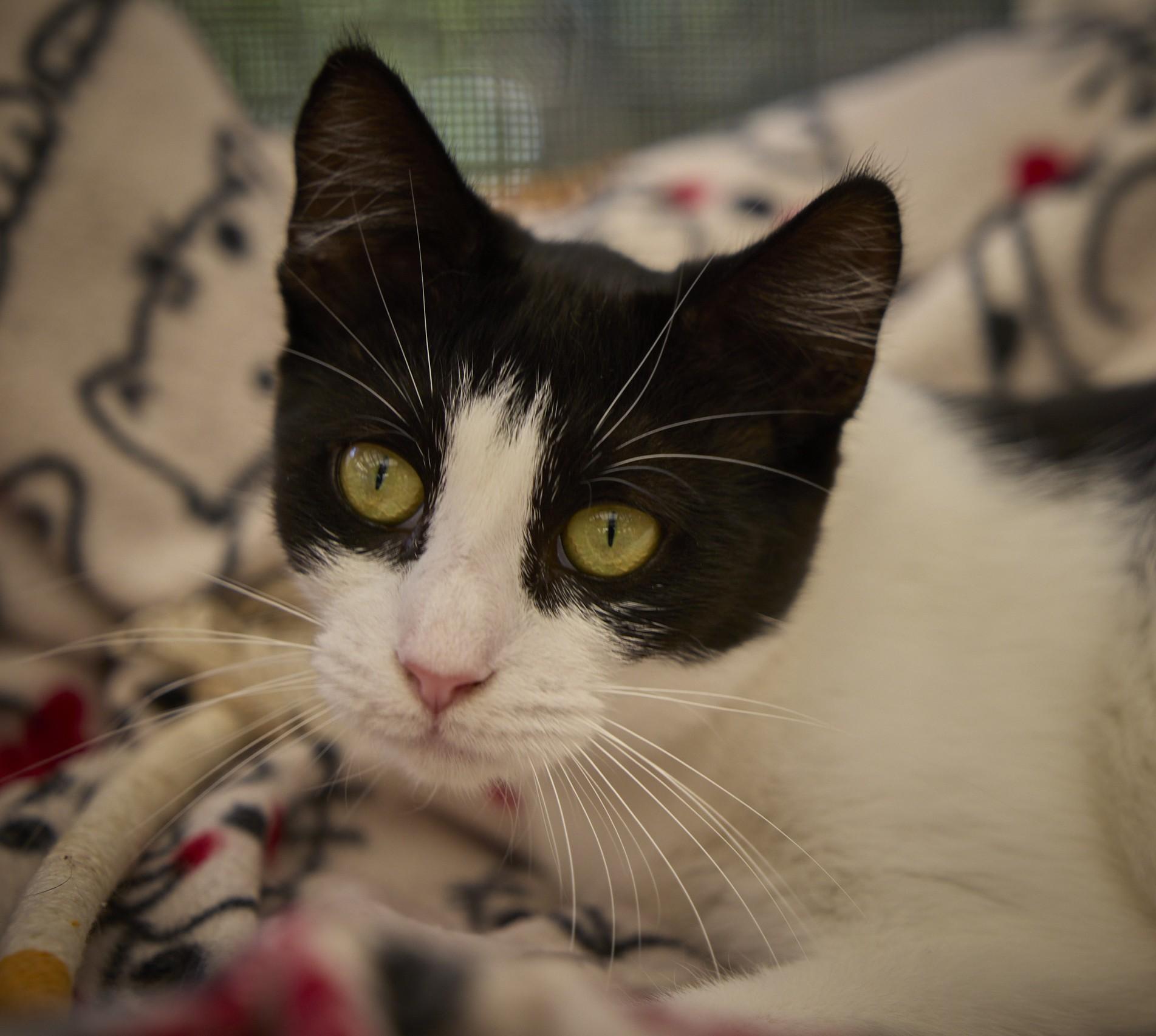 Enlarge Savannah, a ADOPTABLE Domestic Short Hair in Santa Barbara, CA image 2/4