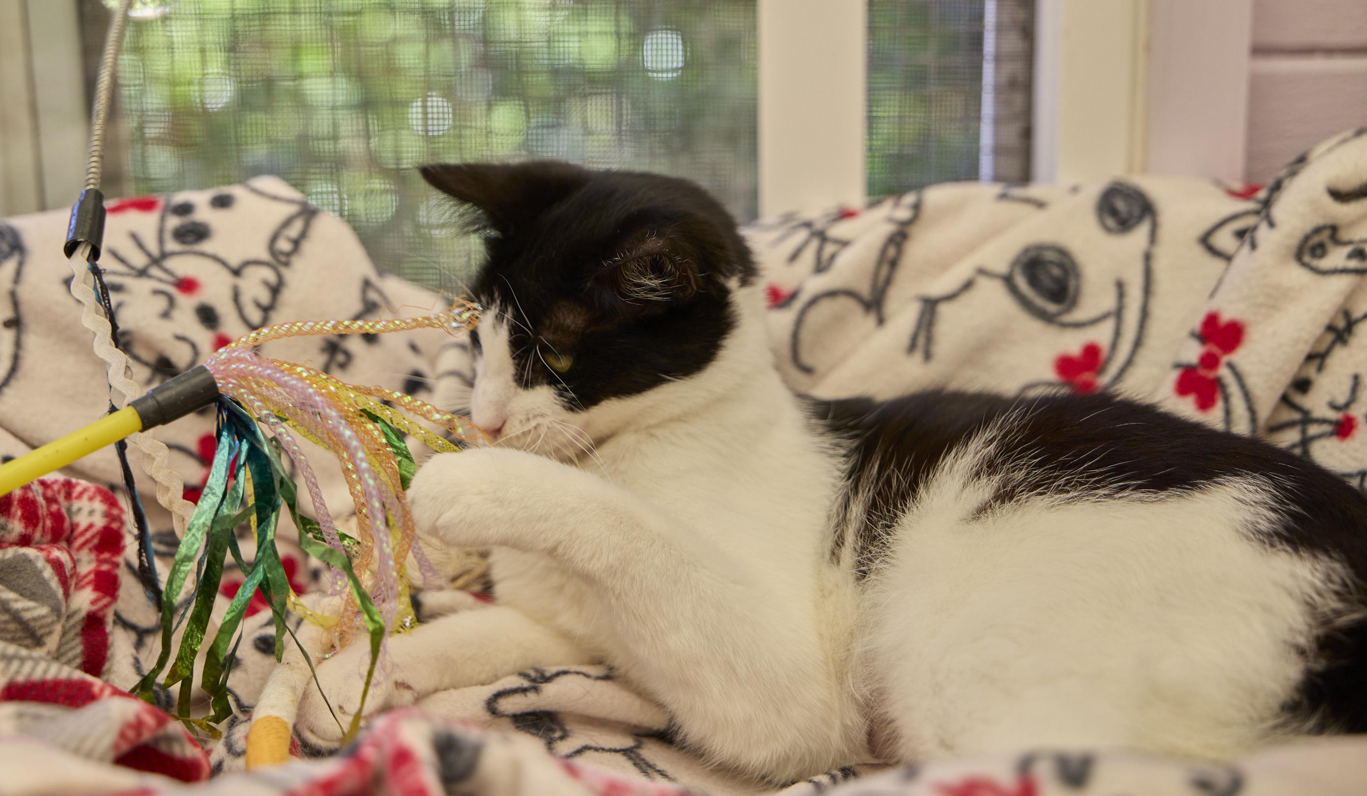 Enlarge Savannah, a ADOPTABLE Domestic Short Hair in Santa Barbara, CA image 1/4