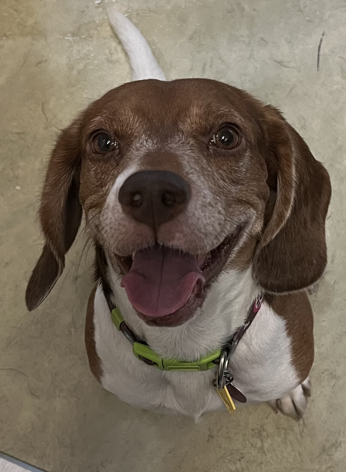 Enlarge Bugle, a Adoptable Beagle in Independence, MO image 2/4