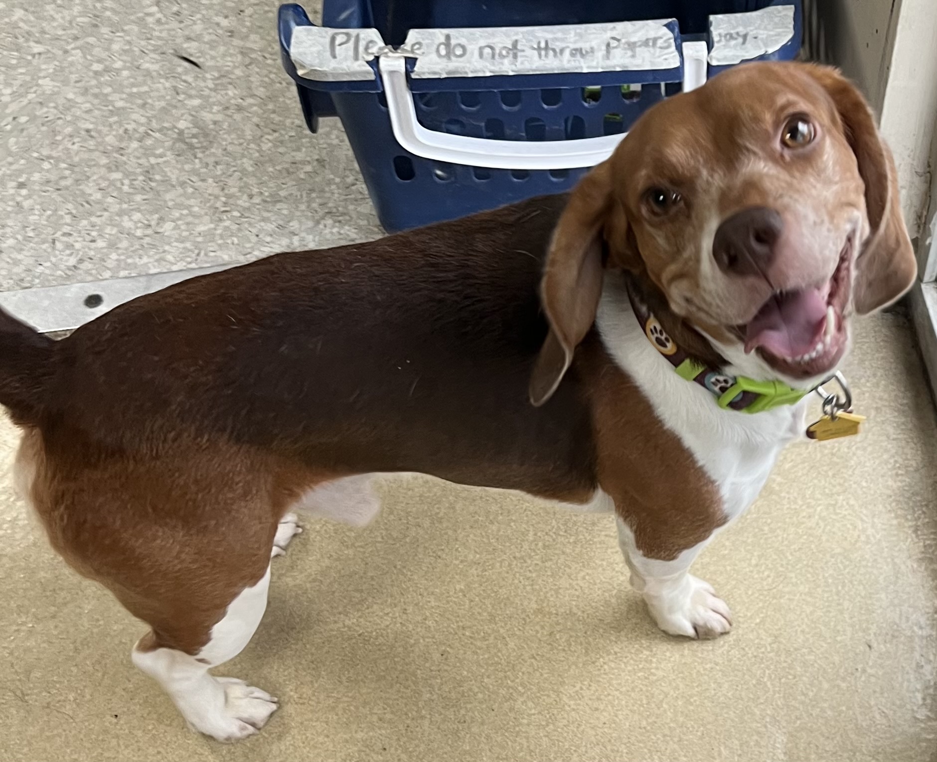 Enlarge Bugle, a Adoptable Beagle in Independence, MO image 4/4