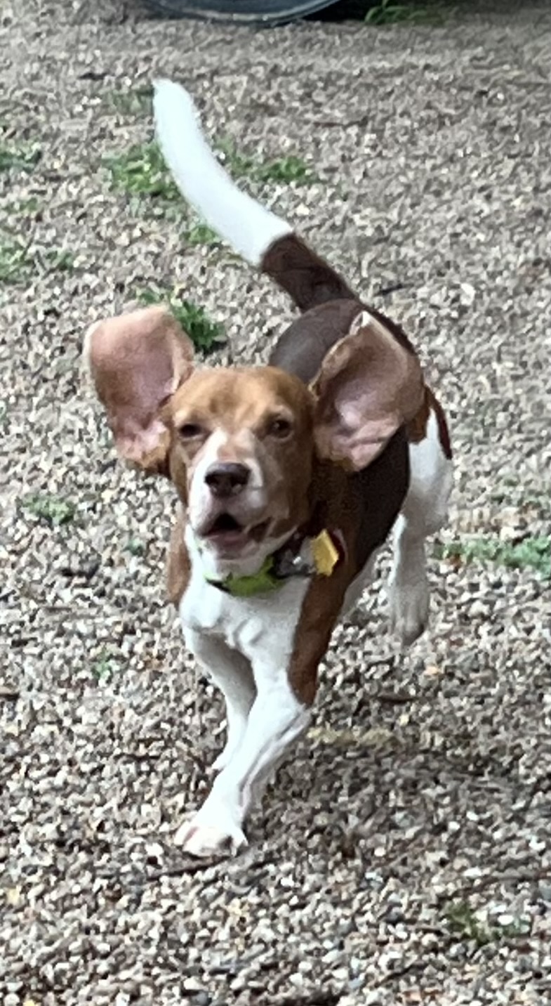 Enlarge Bugle, a Adoptable Beagle in Independence, MO image 3/4