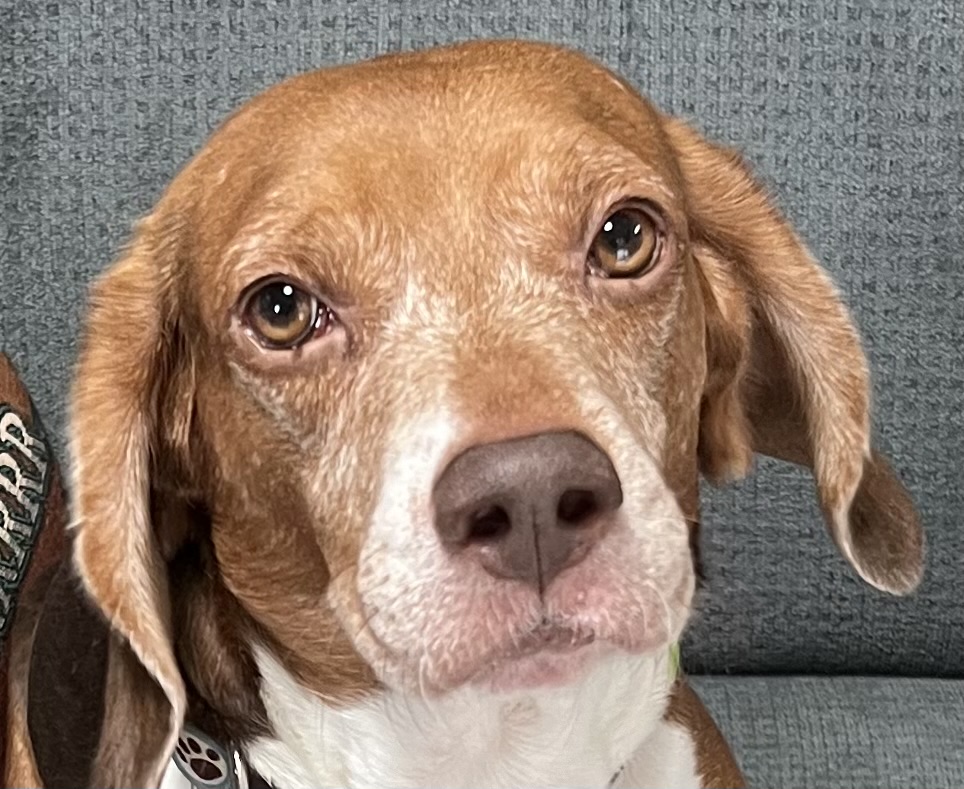 Enlarge Bugle, a Adoptable Beagle in Independence, MO image 1/4