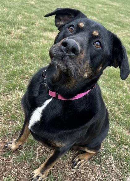 Enlarge Nova, a Adoptable mixed breed in Wilkesboro, NC image 1/3