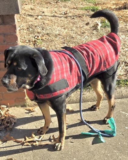 Enlarge Nova, a Adoptable mixed breed in Wilkesboro, NC image 2/3