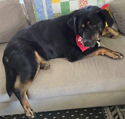 Enlarge Nova, a Adoptable mixed breed in Wilkesboro, NC image 3/3