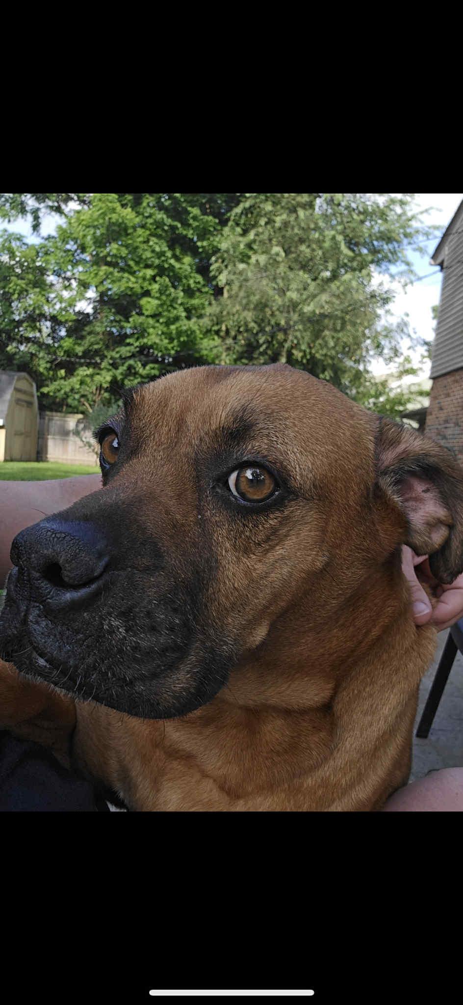 Jake (from State Farm), a Adoptable mixed breed in Yorktown, IN image 3/3