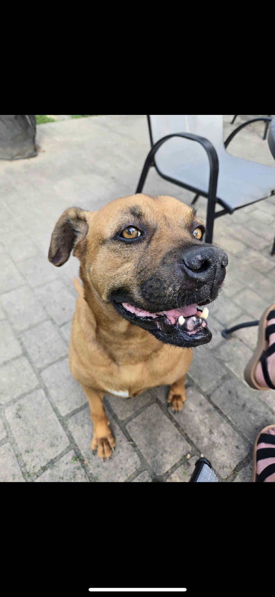 Jake (from State Farm), a Adoptable mixed breed in Yorktown, IN image 1/3