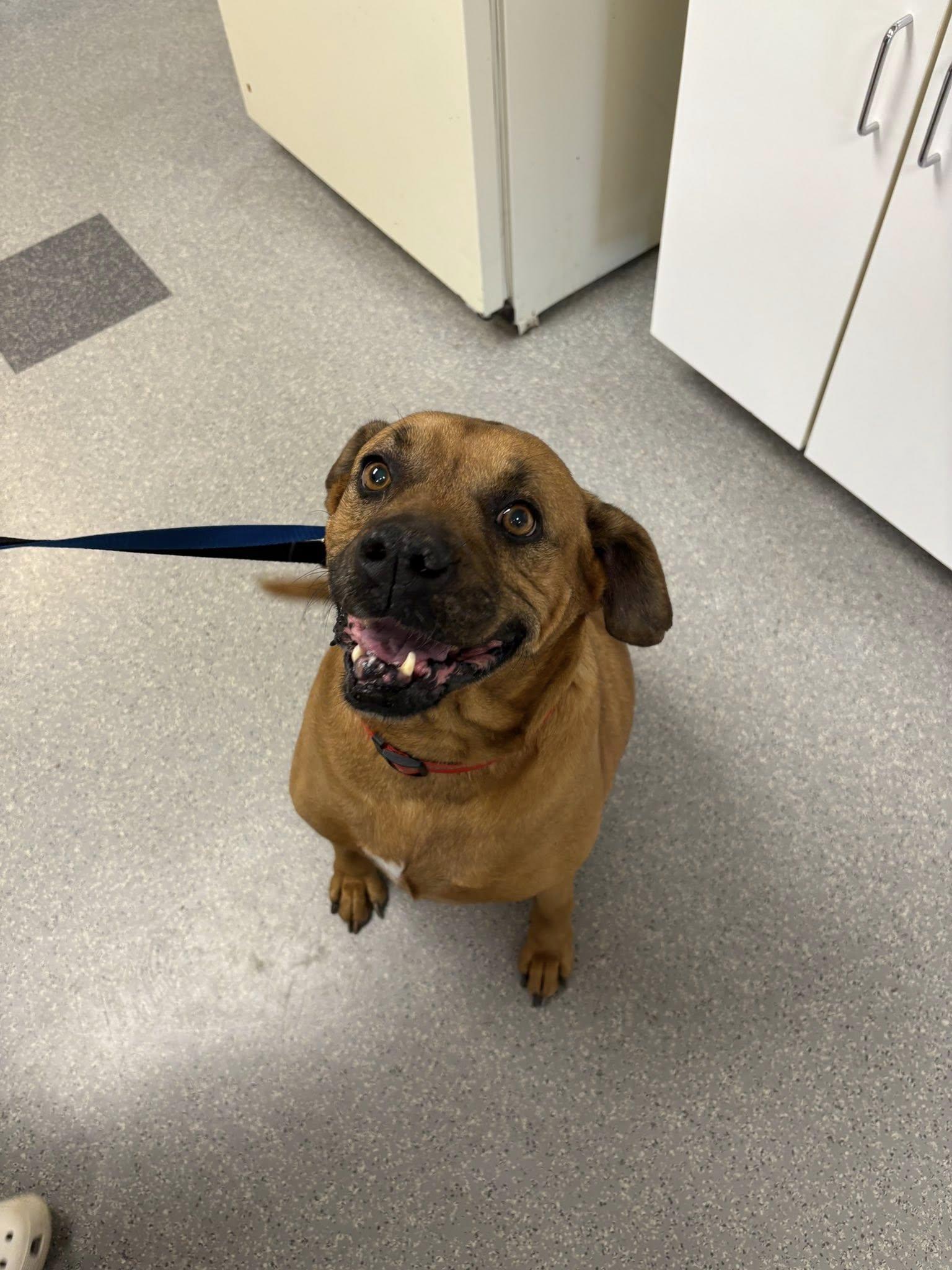 Jake (from State Farm), a Adoptable mixed breed in Yorktown, IN image 2/3