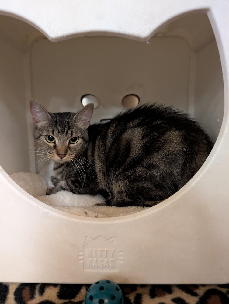 Opal, Adoptable, Adult Female Domestic Medium Hair.