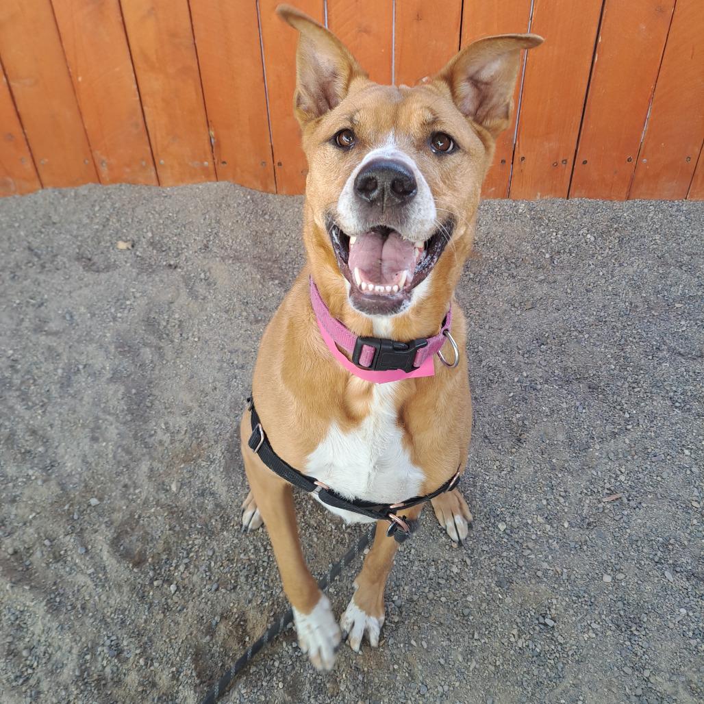 Enlarge Belle, a Adoptable Shepherd in Albuquerque, NM image 1/6