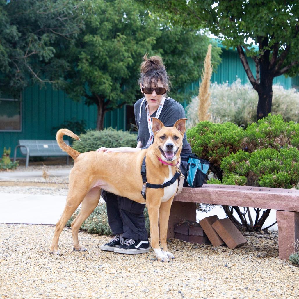 Ping, Adoptable, Adult Female Shepherd.