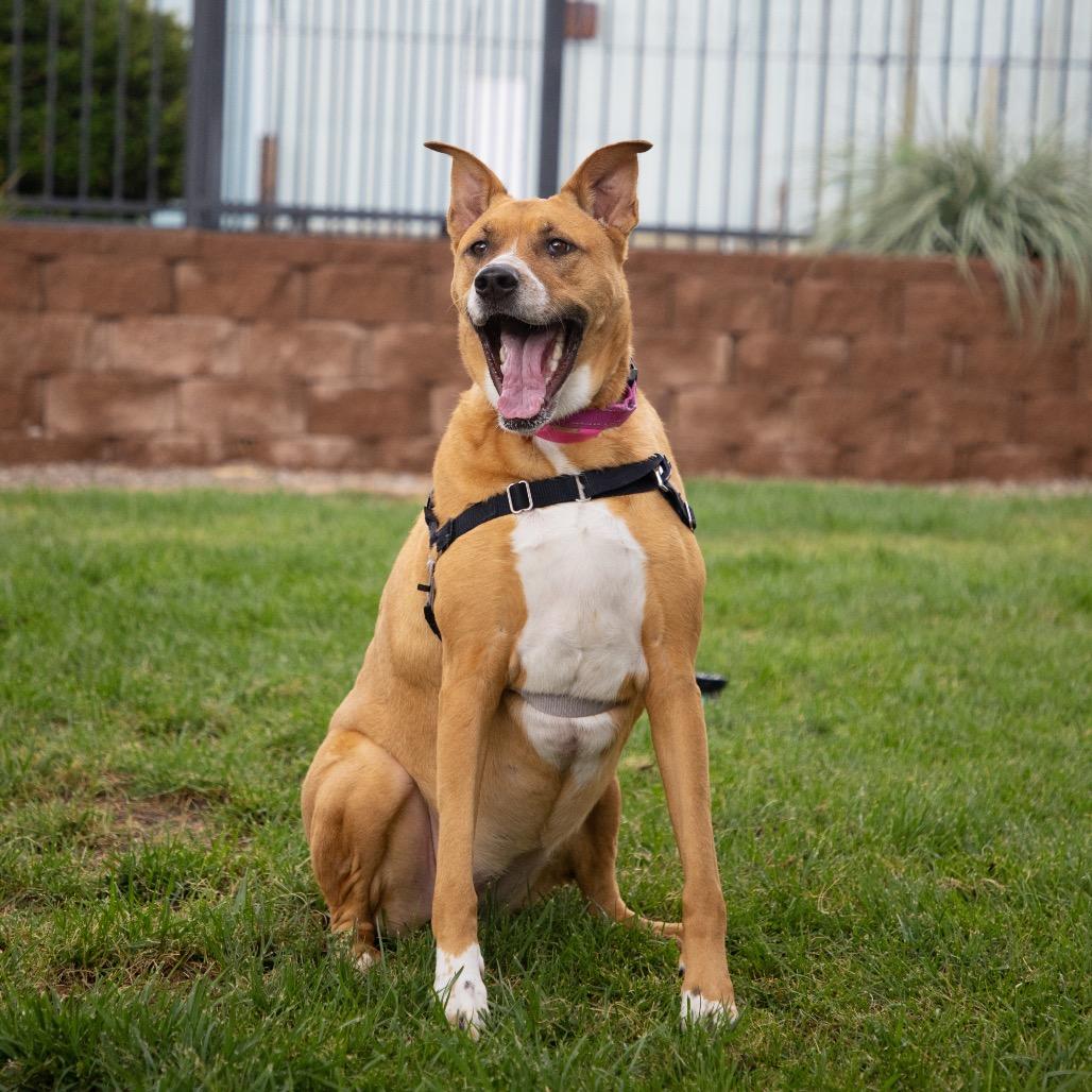 Enlarge Ping, a Adoptable Shepherd in Albuquerque, NM image 2/6
