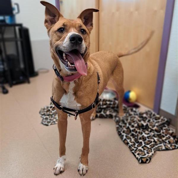 Enlarge Ping, a Adoptable Shepherd in Albuquerque, NM image 3/6