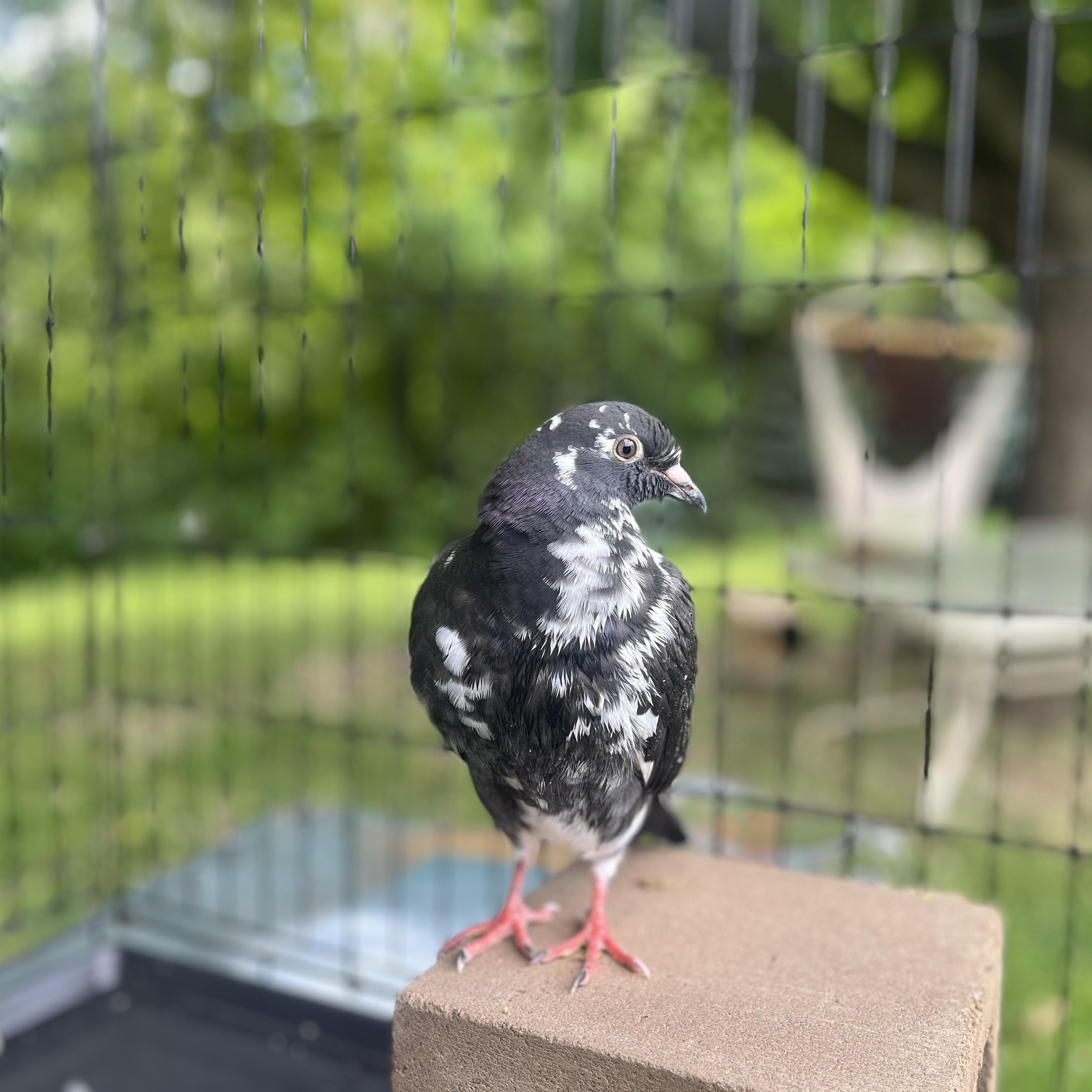 Mauko, adopted, Young Unknown Pigeon.