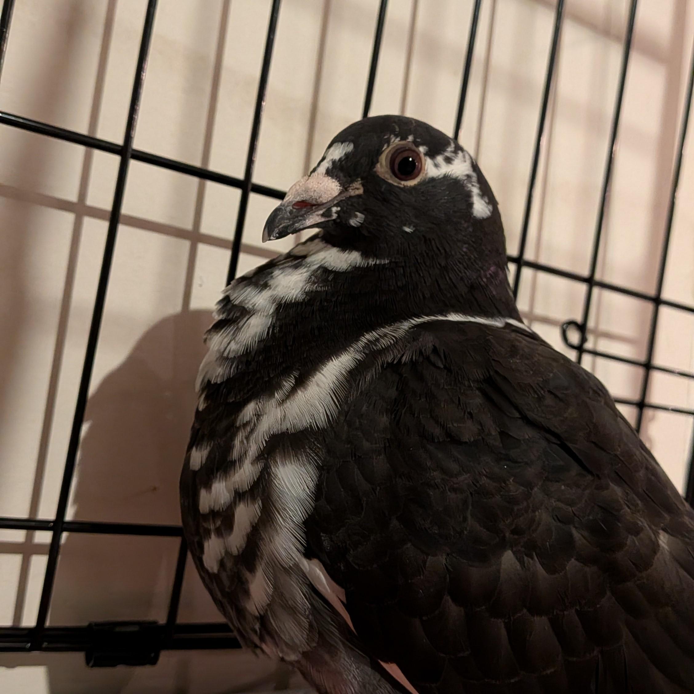 Enlarge Mauko, an adopted Pigeon in Vernon Center, MN image 5/5