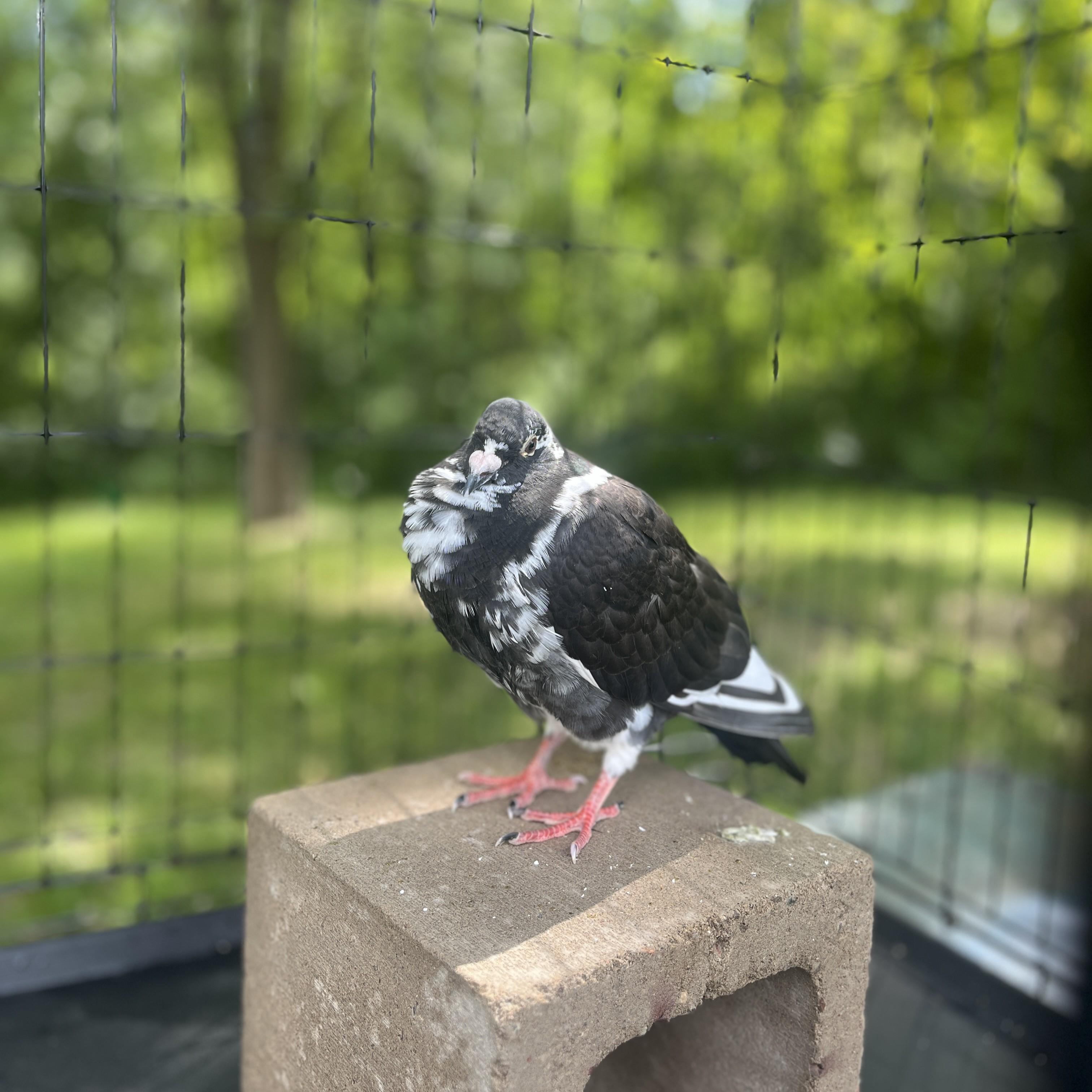Enlarge Mauko, an adopted Pigeon in Vernon Center, MN image 4/5
