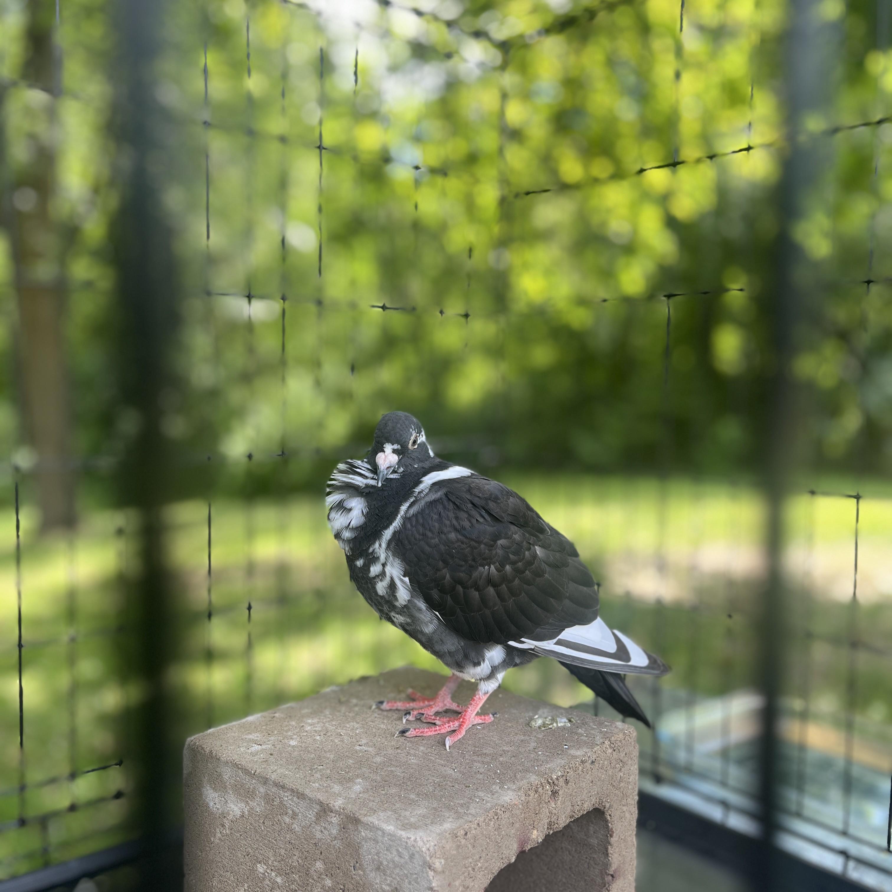 Enlarge Mauko, an adopted Pigeon in Vernon Center, MN image 3/5