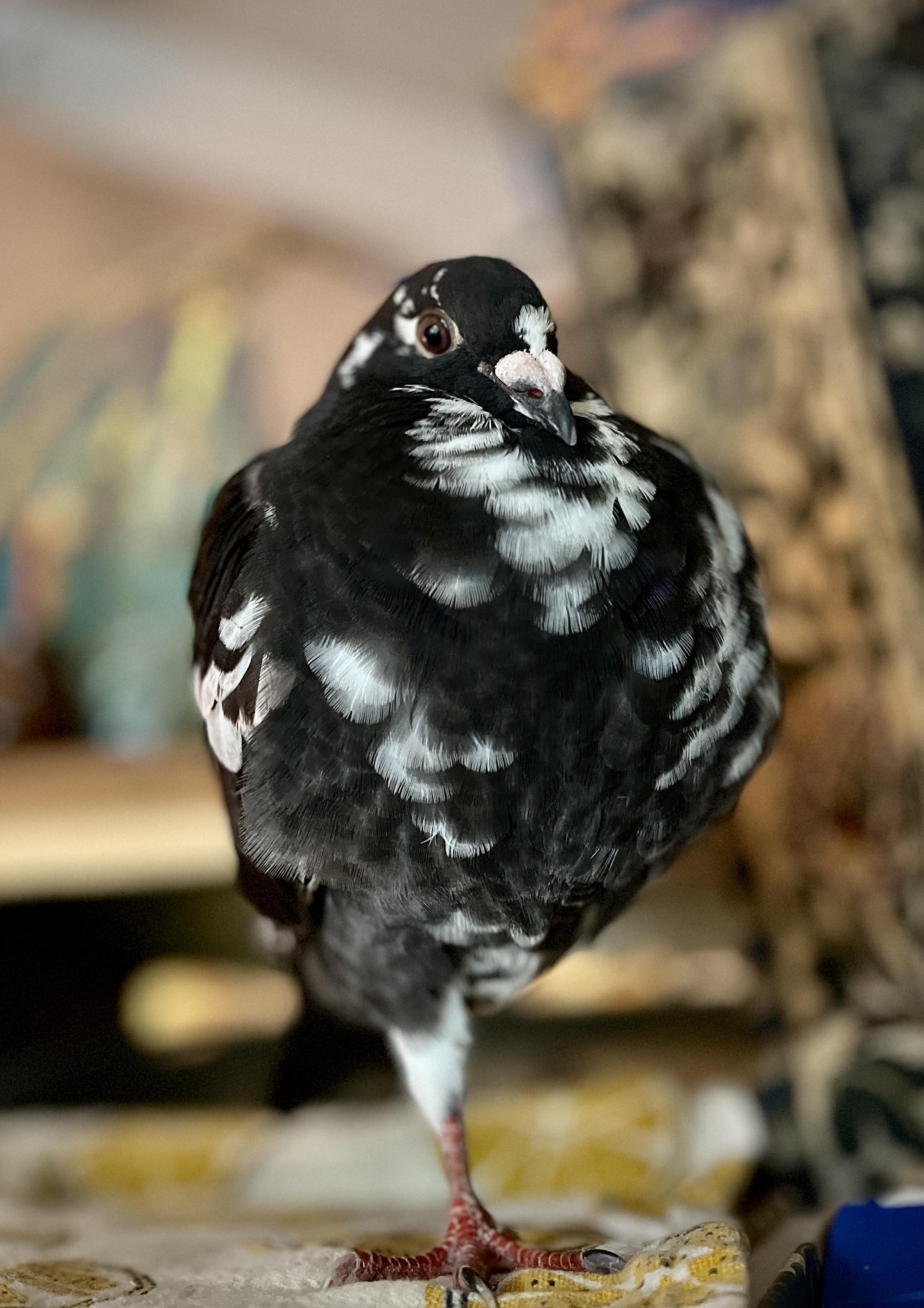 Enlarge Mauko, an adopted Pigeon in Vernon Center, MN image 2/5