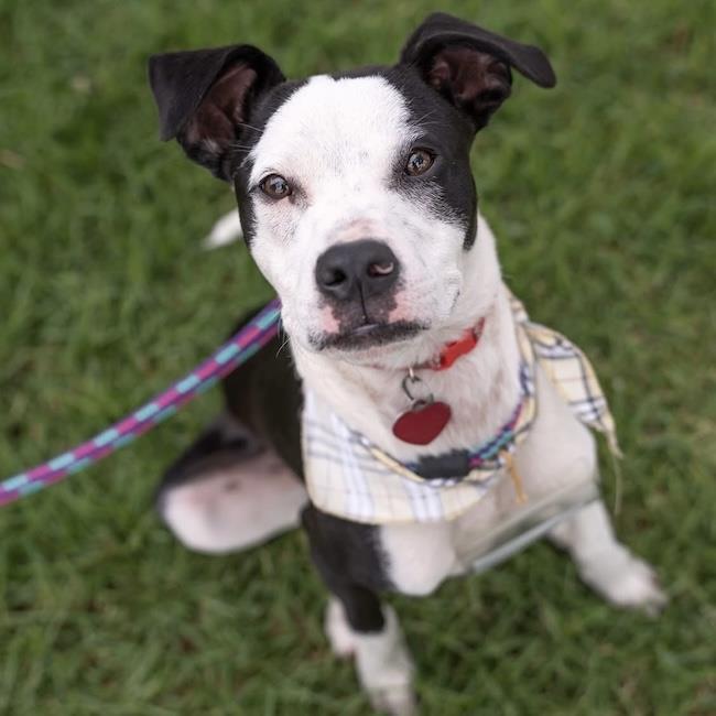 Wyle (Emmy Pup), Adoptable, Young Male Boxer & Boston Terrier.
