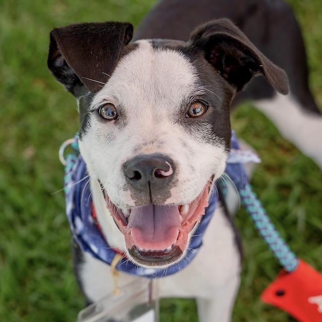 Wyle (Emmy Pup), Adoptable, Young Male Boxer & Terrier.