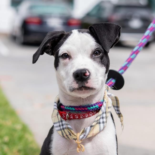 Wyle, a Adoptable mixed breed in San Diego, CA image 1/3