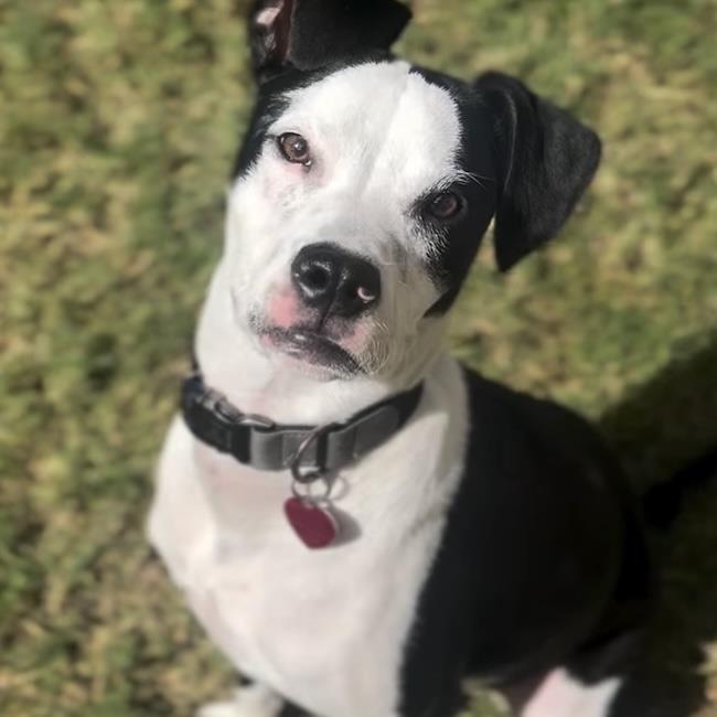 Enlarge Wyle (Emmy Pup), a Adoptable mixed breed in San Diego, CA image 2/3