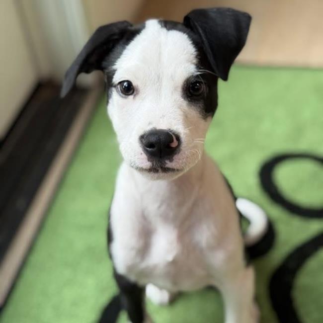Wyle, a Adoptable mixed breed in San Diego, CA image 2/3
