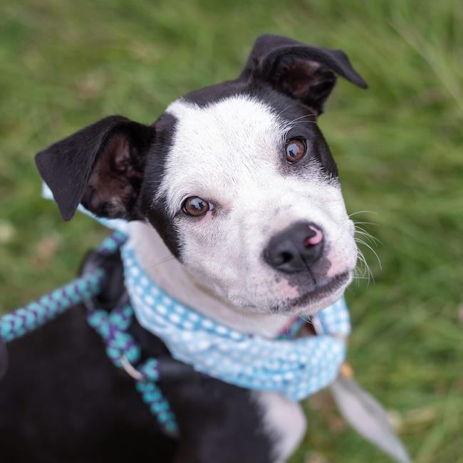 Enlarge Wyle (Emmy Pup), a Adoptable mixed breed in San Diego, CA image 3/3