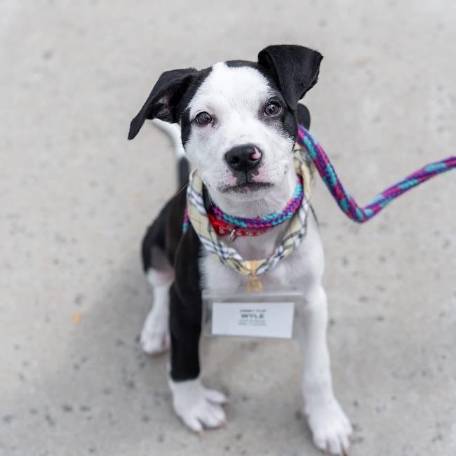 Enlarge Wyle (Emmy Pup), a Adoptable mixed breed in San Diego, CA image 2/3