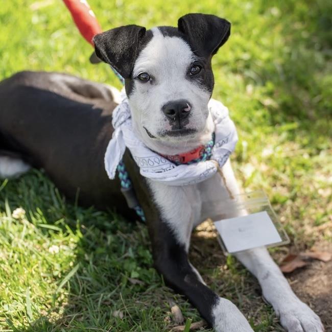 Enlarge Wyle (Emmy Pup), a Adoptable mixed breed in San Diego, CA image 3/3