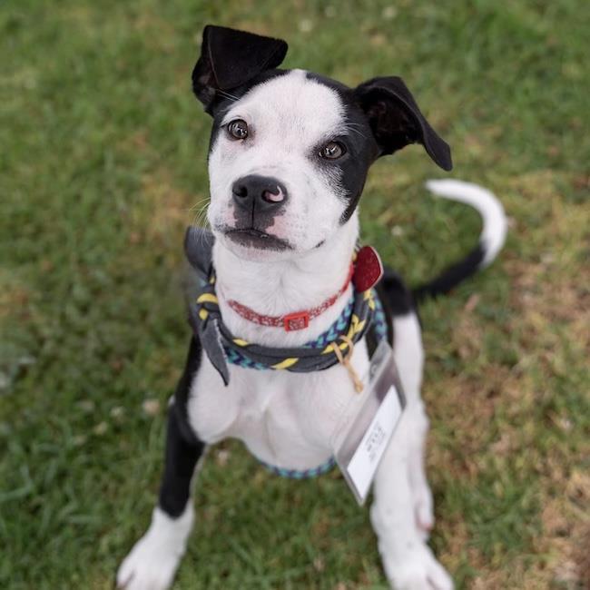 Wyle, a Adoptable mixed breed in San Diego, CA image 3/3