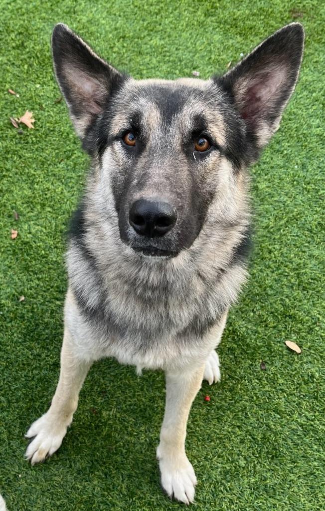 Batman, Adoptable, Adult Male German Shepherd Dog.