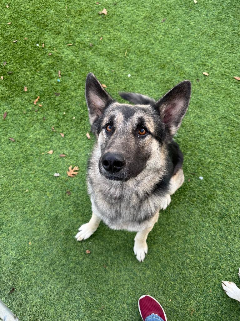 Batman, a Adoptable German Shepherd Dog in Richland Hills, TX image 2/2