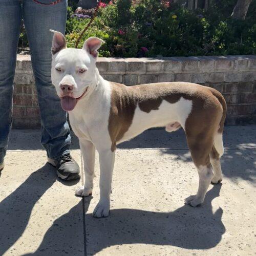 Ghost, Adoptable, Young Male Pit Bull Terrier.