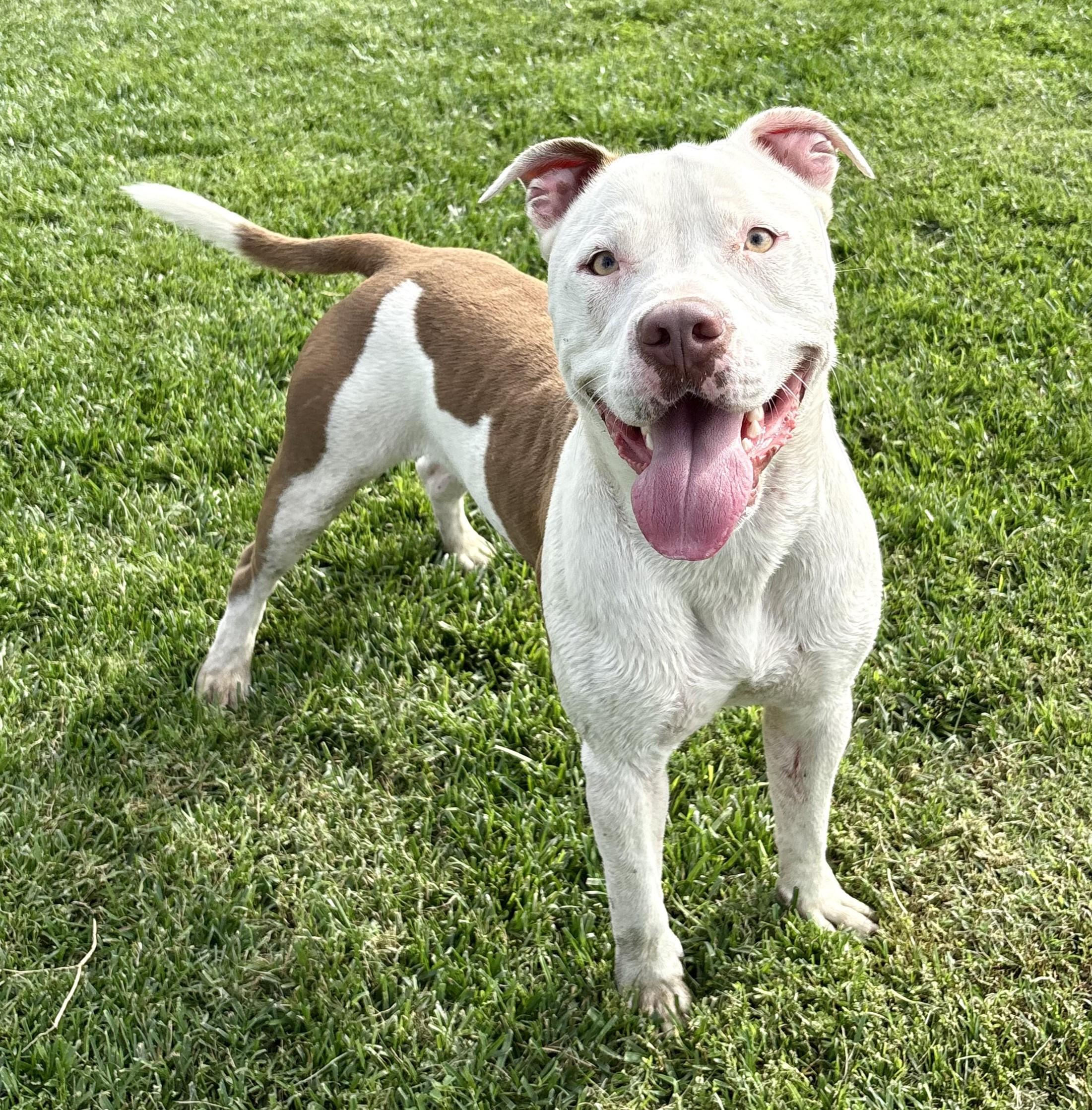 Enlarge Ghost, a Adoptable Pit Bull Terrier in Lathrop, CA image 2/2