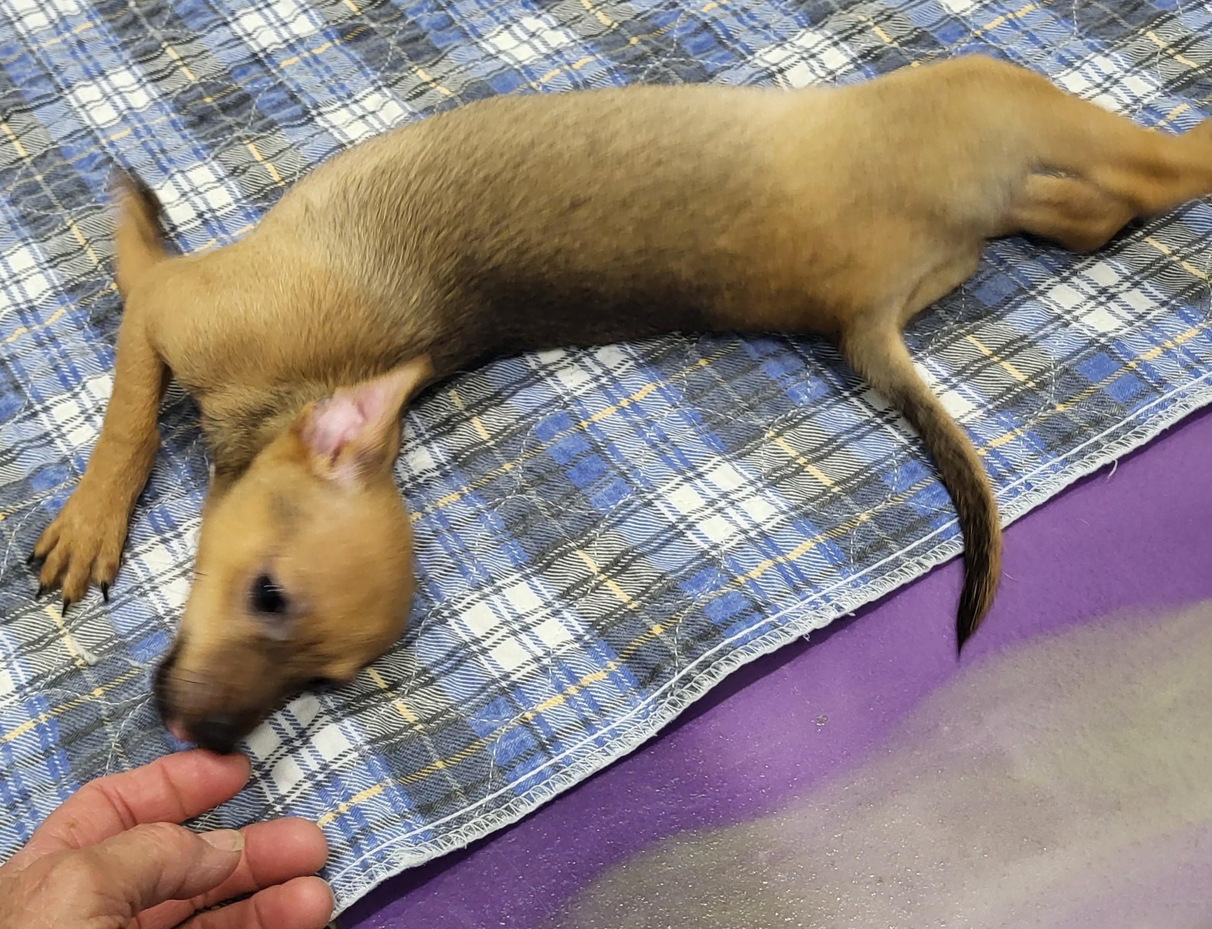 Enlarge Sundance, an adopted Chihuahua in Anna, IL image 4/4