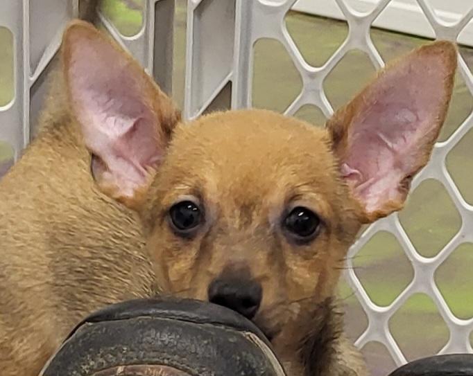 Enlarge Sundance, an adopted Chihuahua in Anna, IL image 2/4