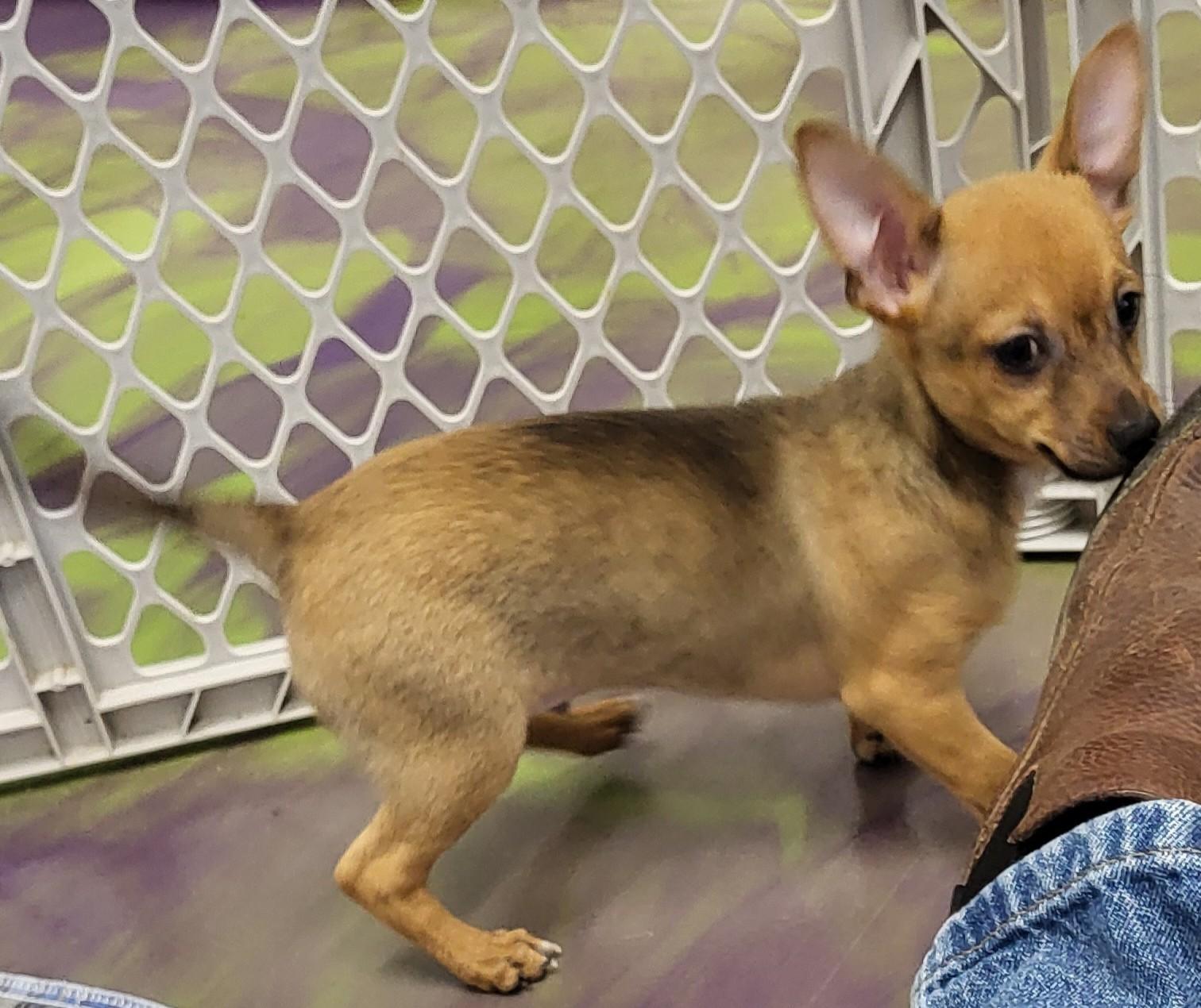 Enlarge Sundance, an adopted Chihuahua in Anna, IL image 3/4