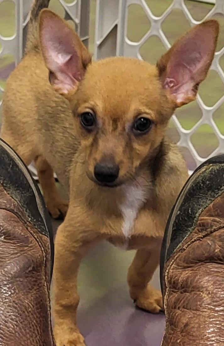 Enlarge Sundance, an adopted Chihuahua in Anna, IL image 1/4