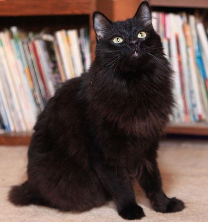 Enlarge Seeley, a Adoptable mixed breed in Liberty, NC image 1/3