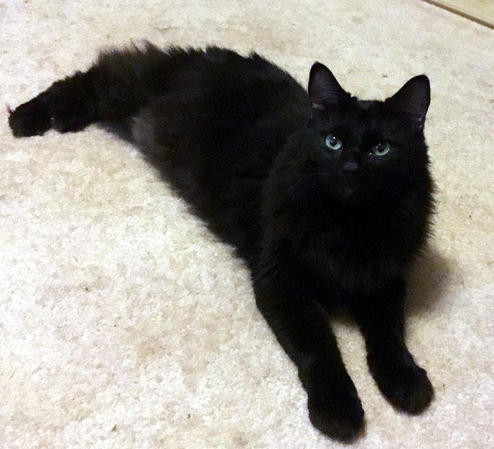 Enlarge Seeley, a Adoptable mixed breed in Liberty, NC image 2/3