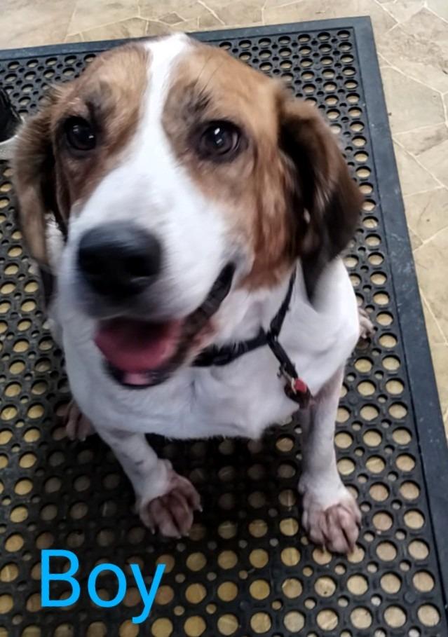 Enlarge Boy, a Adopted mixed breed in Mena, AR image 1/5