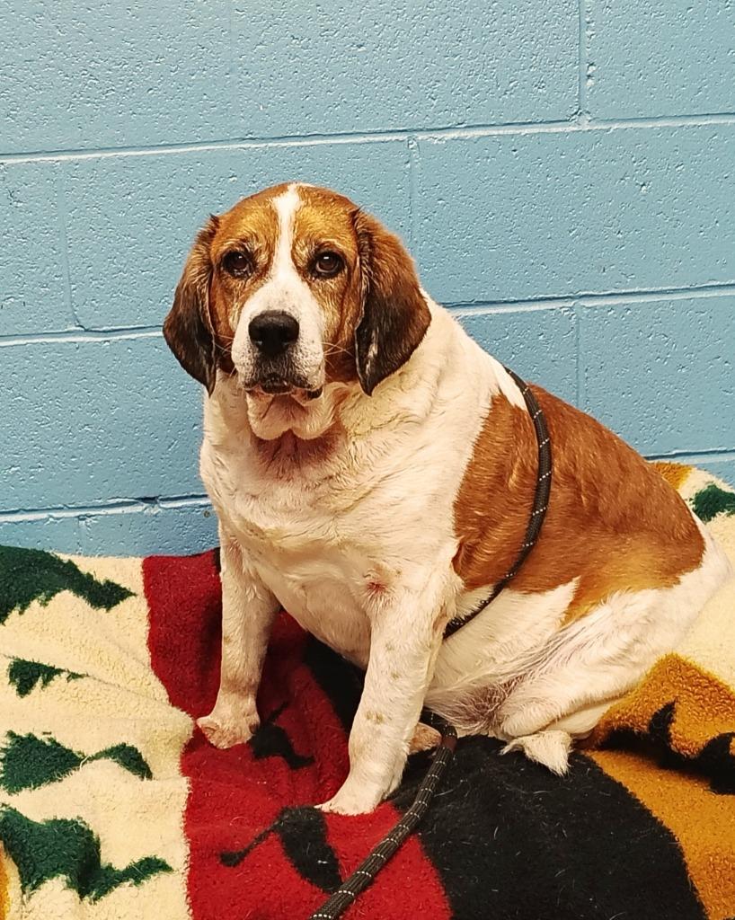 Enlarge Boy, a Adopted mixed breed in Mena, AR image 2/5