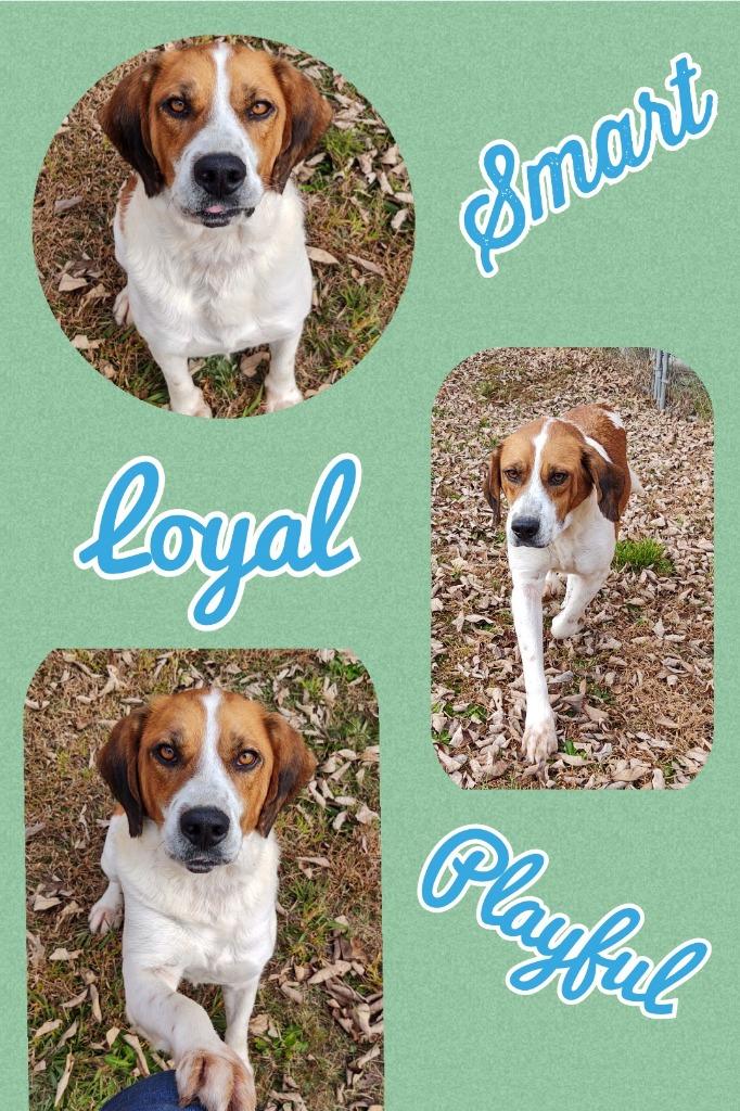 Boy, a Adoptable mixed breed in Mena, AR image 3/5