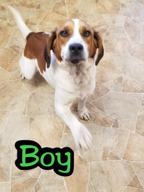 Boy, a Adoptable mixed breed in Mena, AR image 4/5