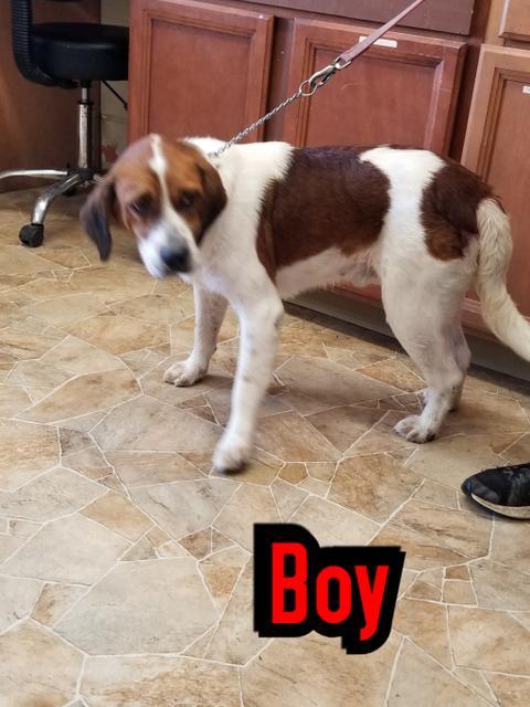 Boy, a Adoptable mixed breed in Mena, AR image 5/5