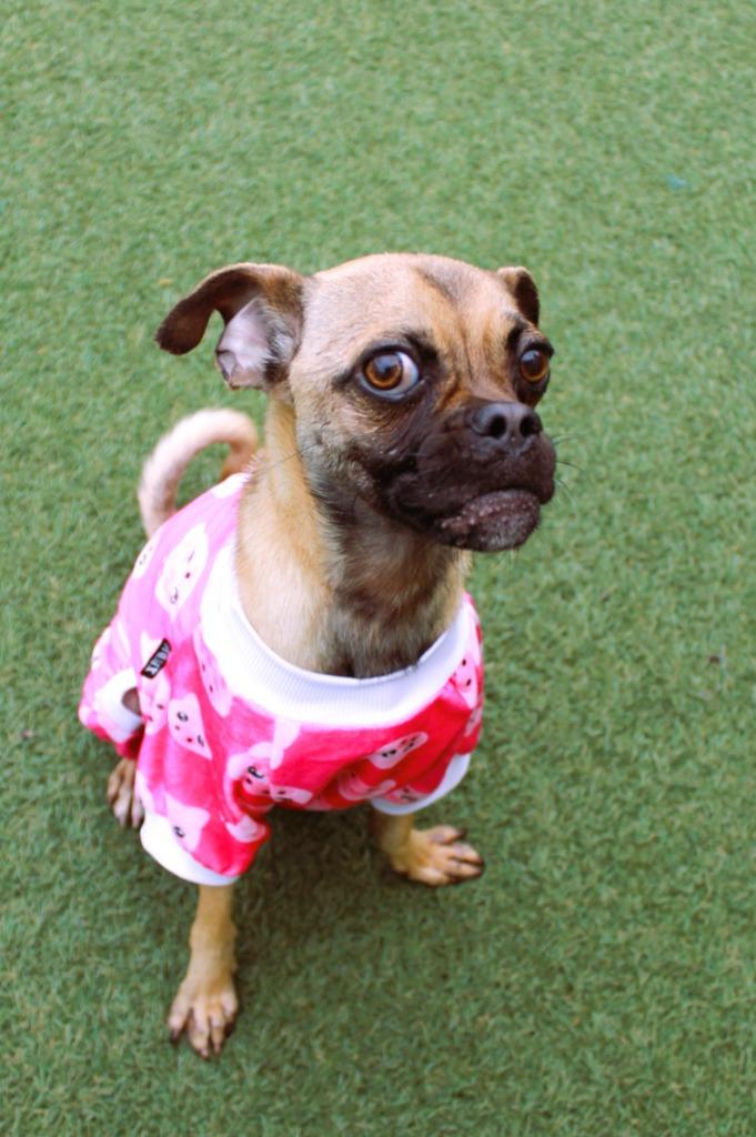 Enlarge Avaric, a Adoptable mixed breed in Gardena, CA image 1/6