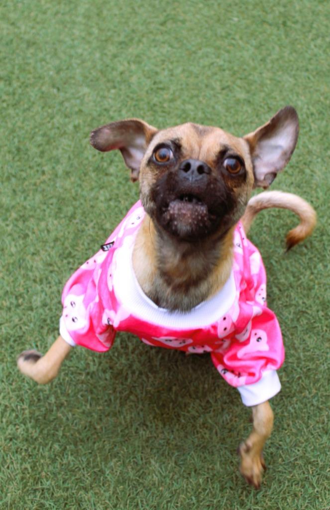 Avaric, Adoptable, Young Male Pug & Chihuahua.