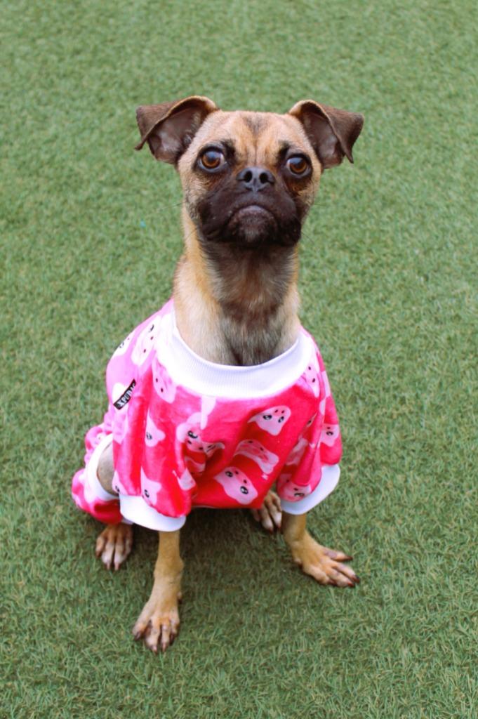 Enlarge Avaric, a Adoptable mixed breed in Gardena, CA image 3/6