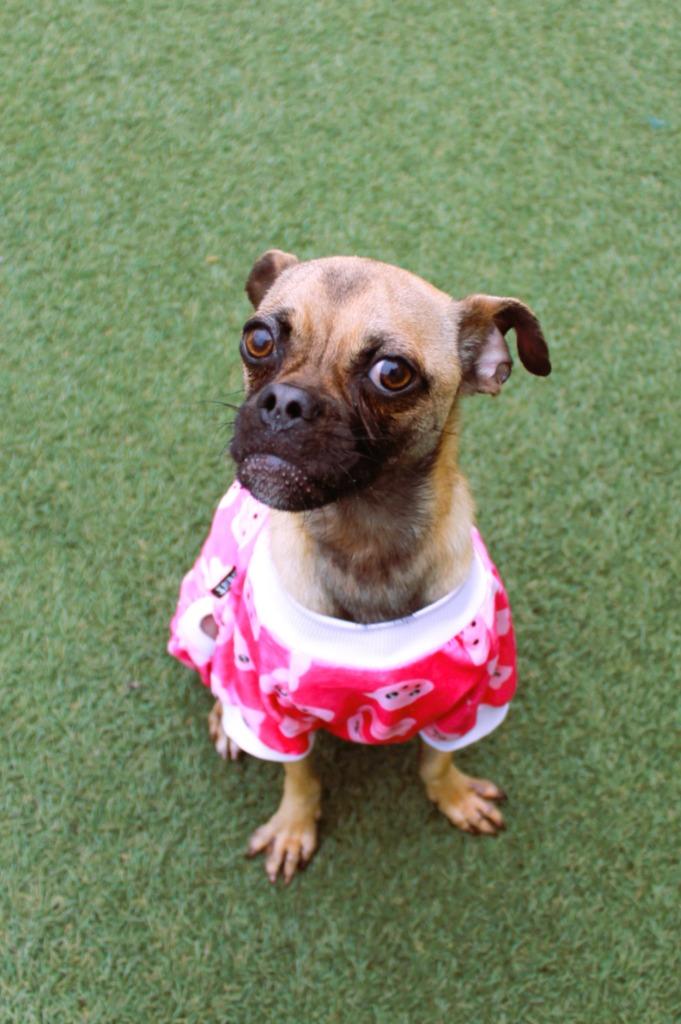 Enlarge Avaric, a Adoptable mixed breed in Gardena, CA image 4/6